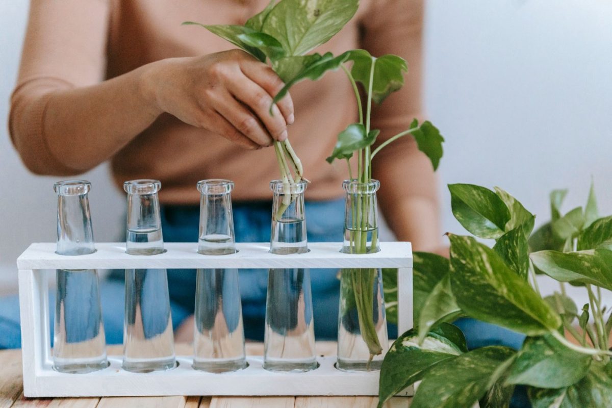 Idées DIY d'étagères et plantes pour petit espace