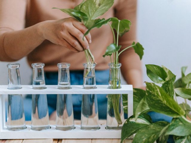 Idées DIY d’étagères et plantes pour petit espace